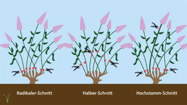 Hortensia cortante: Una guía amplia