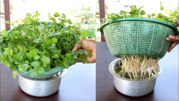 Construir cilantro fresco en casa: Una guía paso a paso para el éxito