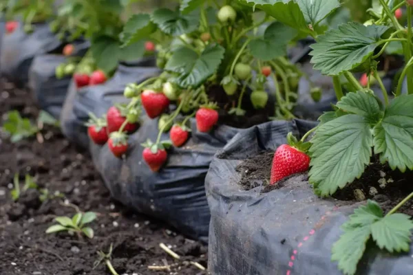 Con este sistema se pueden cultivar fresas por todas partes