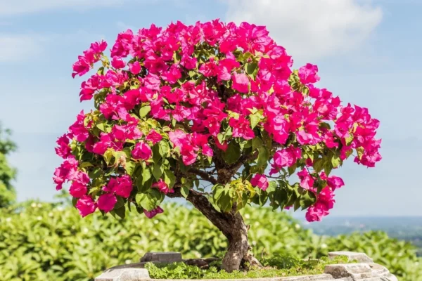 La belleza y el cuidado de Bons ái de Bouganville: un espectáculo de flores durante todo el año