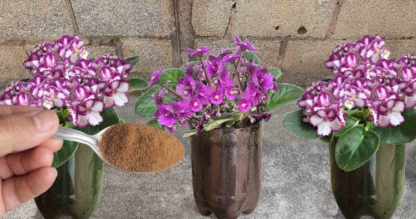 1 cuillerée de ceci et les fleurs de la maison pousseront sans s’arrêter : jamais comme ça