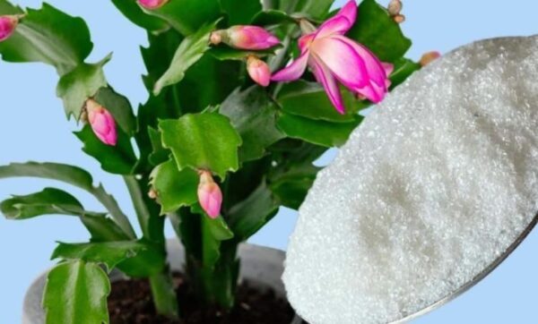 1 cuillère à café suffit pour avoir une floraison garantie sur toutes les plantes