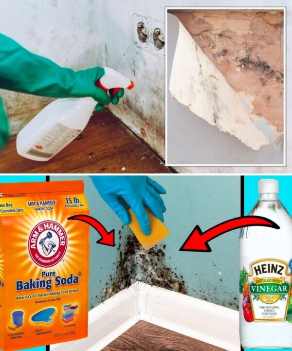 10 Méthodes Efficaces pour Éliminer et Prévenir les Taches de Moisissure sur les Murs