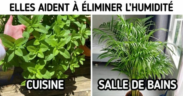 10 Plantes qui peuvent absorber l’humidité de la maison