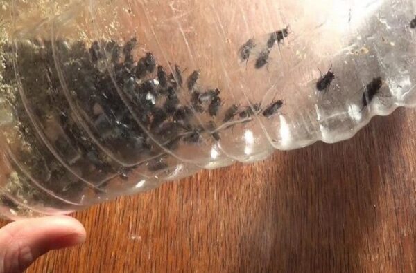 10 astuces de grand-mère pour chasser les mouches de chez vous