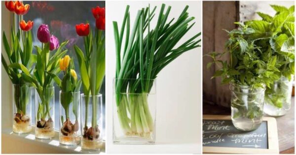 10 fleurs et plantes que vous pouvez facilement cultiver dans un verre d’eau pour que votre maison sente toujours bon