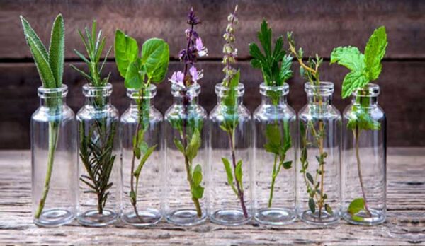 10 plantes qu&rsquo;on peut faire pousser dans une bouteille d’eau.