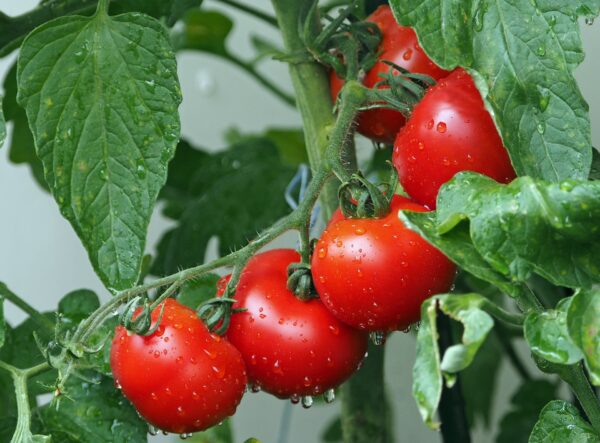 10 étapes pour obtenir jusqu&rsquo;à 35 kg de tomates de chaque plante que vous cultivez
