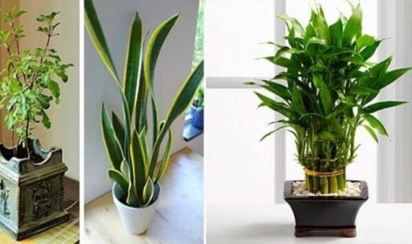 11 plantes qui attirent le bonheur, l’énergie positive et la prospérité dans votre maison