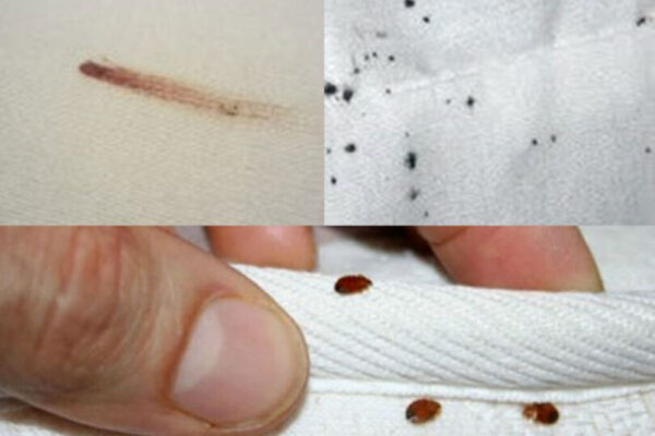 11 remèdes naturels pour éliminer les punaises de lit de façon définitive