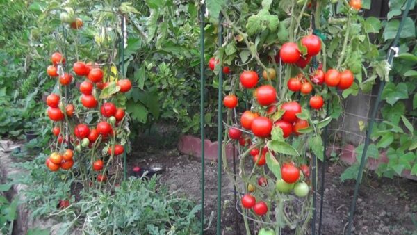 12 Conseils pour une Croissance Optimale de Vos Plants de Tomates