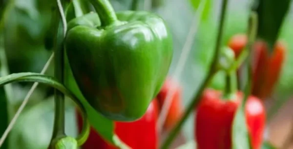 12 secrets pour cultiver des poivrons dans son jardin