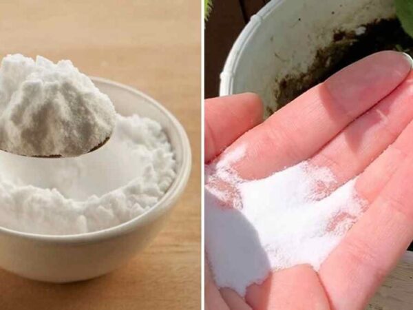 17 utilisations surprenantes du bicarbonate de soude dans le jardin
