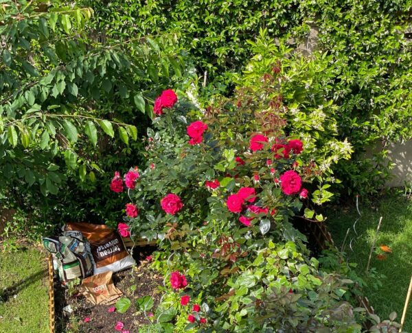 3 Actions Simples  pour fertiliser son rosier à l&rsquo;aide de peau de banane