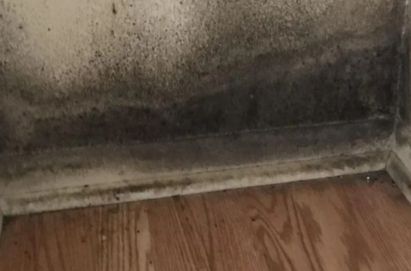 3 astuces définitives pour éliminer la moisissure des murs en 5 minutes