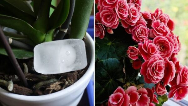 3 astuces efficaces pour faire fleurir les plantes et ne jamais pourrir