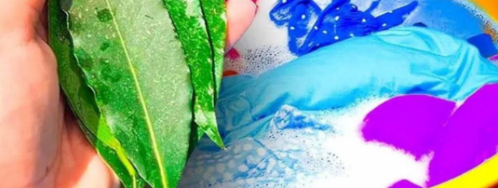 3 feuilles de laurier suffisent pour résoudre ces 4 problèmes courants à la maison