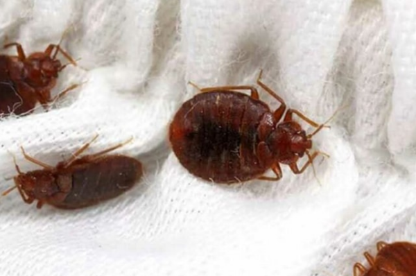 3 techniques infaillibles pour éliminer les punaises de lit