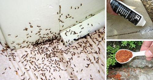 30 remèdes maison naturels pour se débarrasser des fourmis de Maison & Jardin