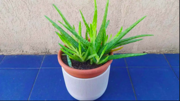 3+1 Conseils pour cultiver l’Aloe vera à la maison