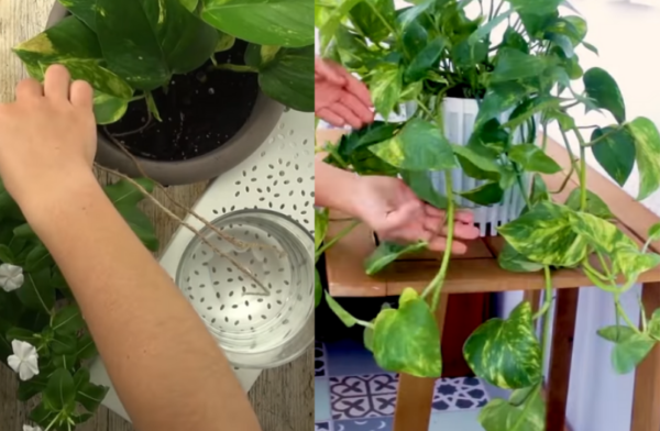 4 conseils pour garder vos plantes en bonne santé !