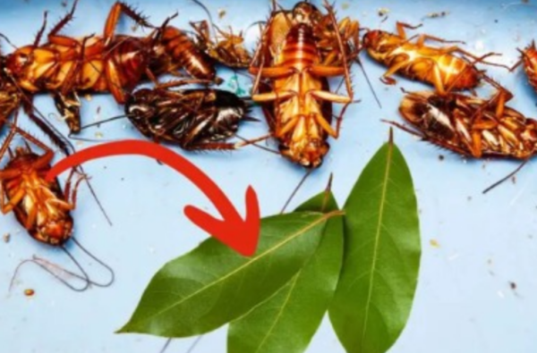 5 ASTUCES EFFICACES POUR SE DÉBARRASSER POUR TOUJOURS DES CAFARDS