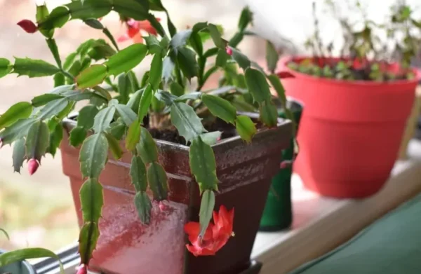 5 Choses à Examiner Avant d’Acheter un Cactus de Noël.