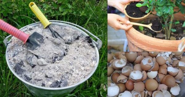 5 façons de fabriquer de l’engrais organique pour vos plantes