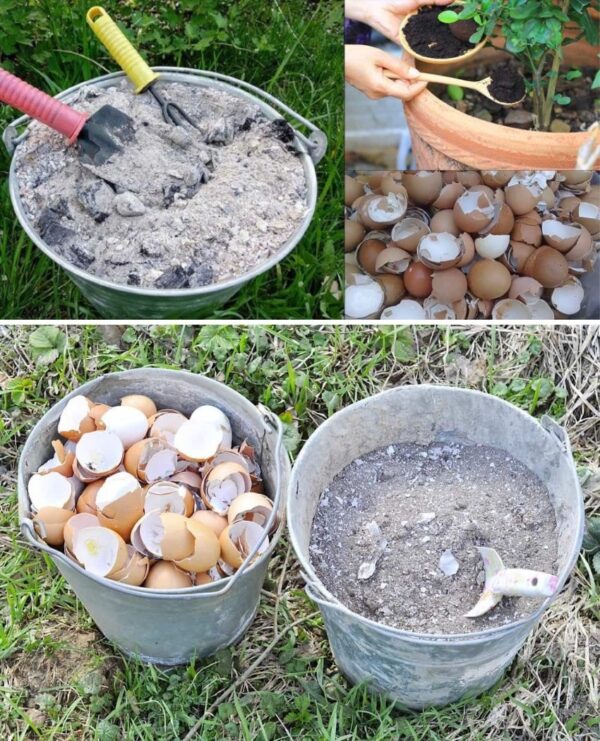 5 façons de fabriquer de l’engrais organique pour vos plantes