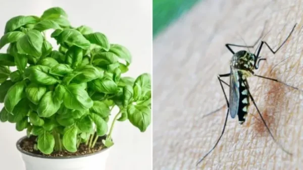 5 plantes qui éloignent les araignées, les fourmis, les mouches et les moustiques de nos maisons
