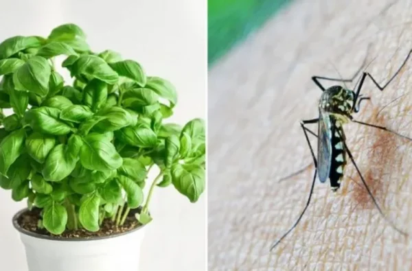 5 plantes qui éloignent les araignées, les fourmis, les mouches et les moustiques de nos maisons