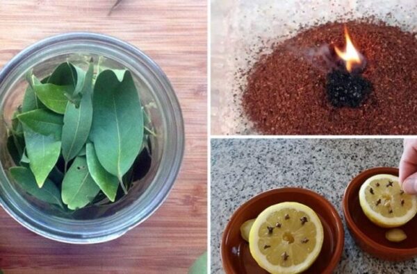 5 remèdes efficaces pour éloigner les mouches de la maison