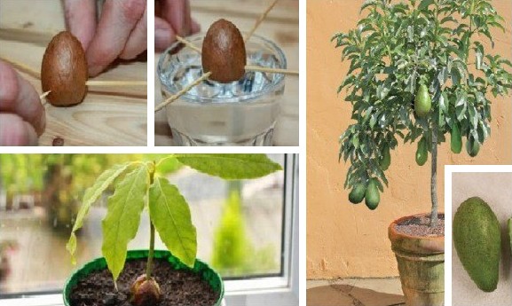 5 secrets de jardinier pour Faire Pousser un Avocatier