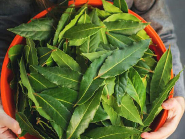 5 vertus spirituelles des feuilles de laurier que vous devez absolument connaître