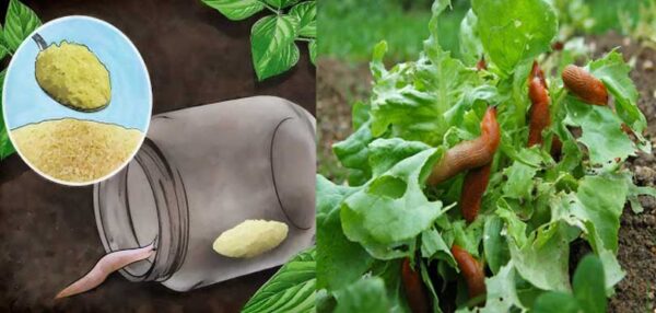 6 Actions pour : SE DÉBARRASSER DES LIMACES !