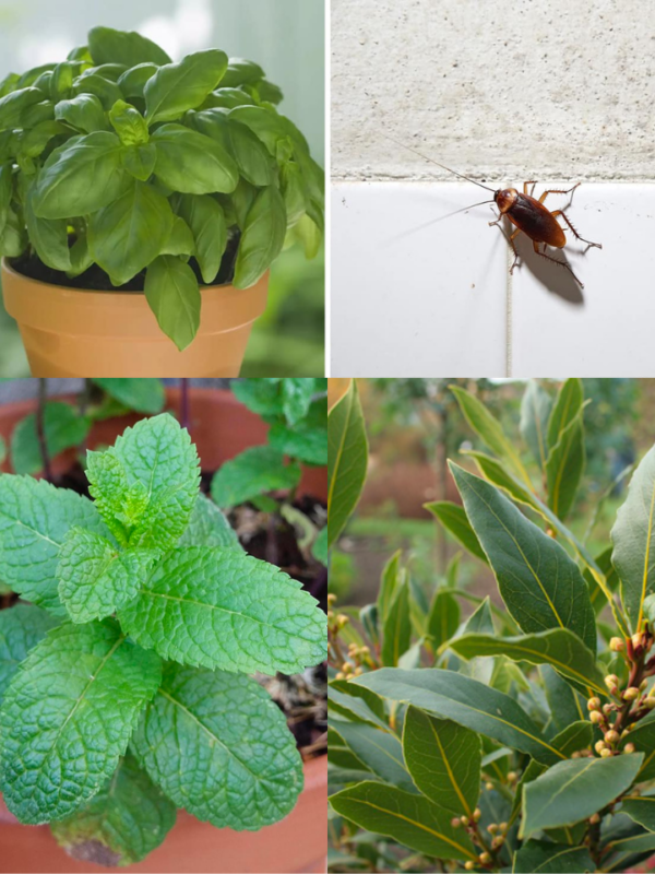 6 Plantes Magnifiques pour Éloigner les Moustiques