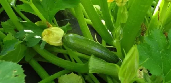 6 conseils utiles pour faire pousser des plants de courgettes