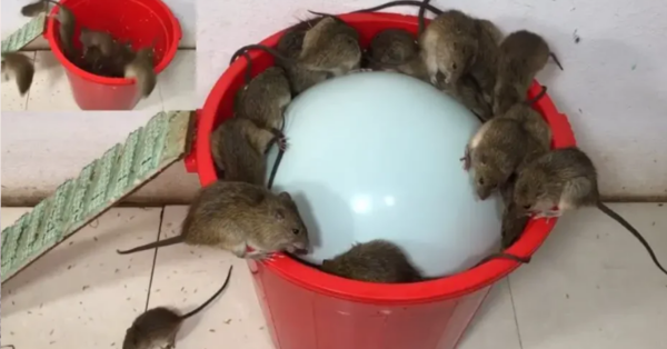 6 plantes répulsives qui éloignent les rats et les souris de la maison