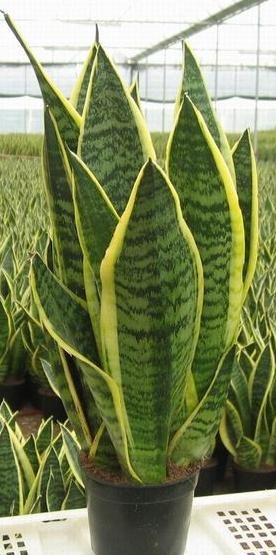 6 plantes véritables bombes à oxygène qui détoxifient l’air de votre maison