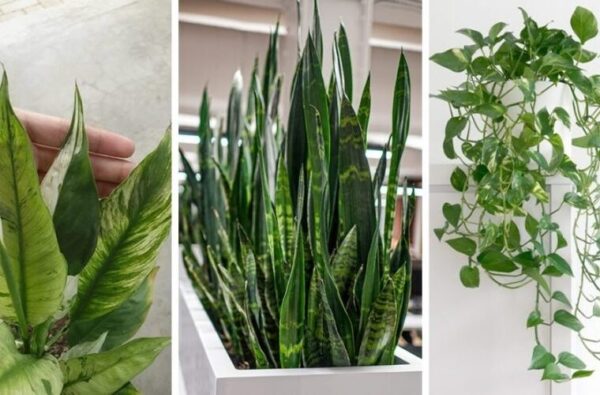 7 Plantes d’Intérieur qui Éliminent la Poussière et Réduisent les Allergies