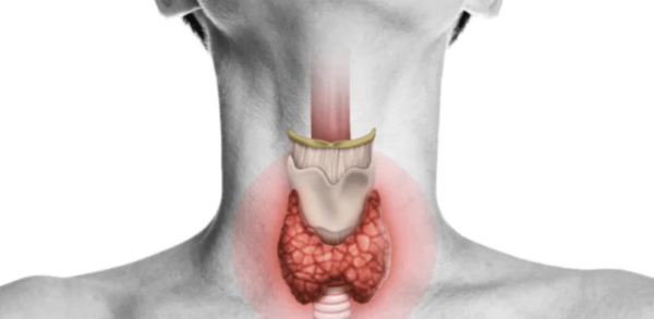 7 aliments qui nourrissent la thyroïde et l’aident à récupérer