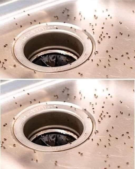 7 astuces naturelles pour se débarrasser des moucherons dans la cuisine