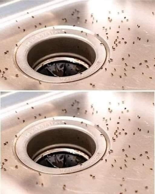 7 astuces naturelles pour se débarrasser des moucherons dans la cuisine