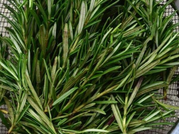 7 choses que vous pouvez faire si vous avez du romarin à la maison