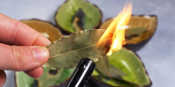7 choses qui arrivent si vous brûlez une feuille de laurier tous les soirs à la maison