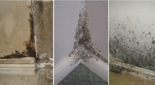 7 façons naturelles d’éliminer la moisissure des murs dans votre maison