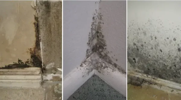 7 façons naturelles d’éliminer la moisissure sur les murs de votre maison