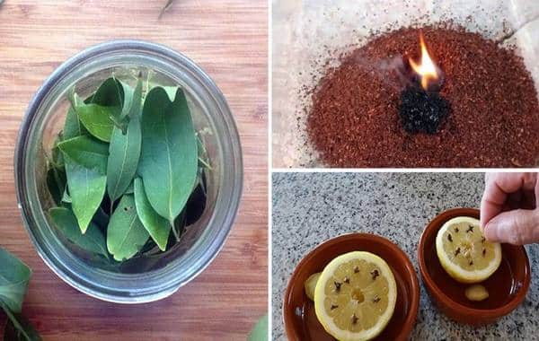 8 Astuces Naturelles Pour Chasser Les Mouches Définitivement