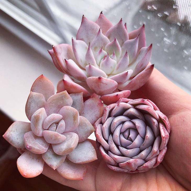 Écheveria