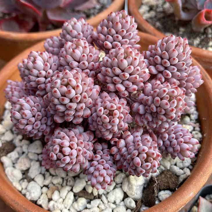 Sedum versadense